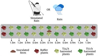 Rain splash-mediated dispersal of Escherichia coli from fecal deposits to field-grown lettuce in the mid- and south Atlantic U.S. regions is affected by mulch type